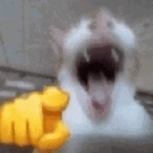 screaming cat